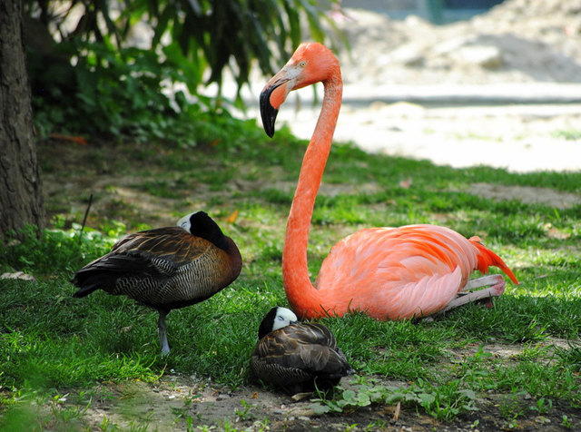 SIESTA im Tiergarten Schönbrunn