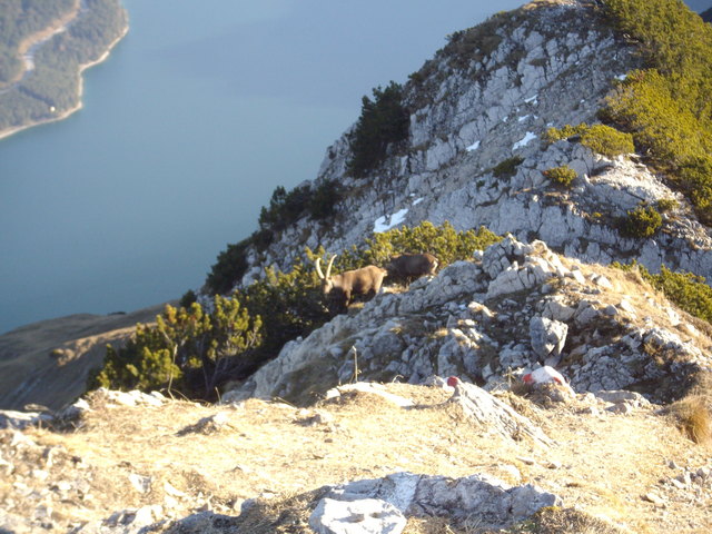 Steinböcke am Seeberg