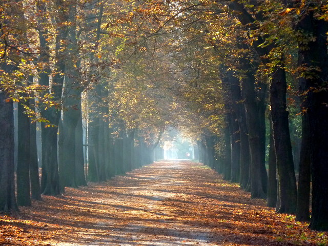Morgentliches Herbstlicht Prater Hauptallee