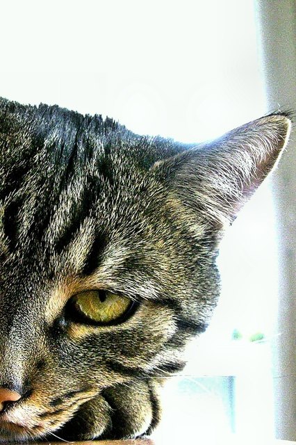 ein auge riskiere ich!