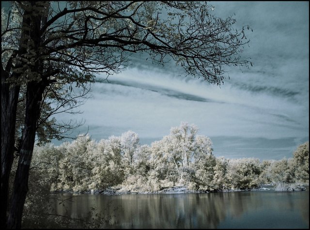 Dechantlacke in der Lobau im Oktober, Infrarotfoto