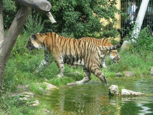 Meine großen Verwandten :) | Foto: www.cid.leopoldstadt.net