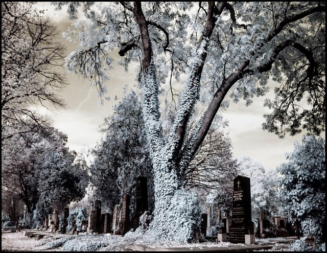Auf dem Zentralfriedhof im November, Infrarotfoto