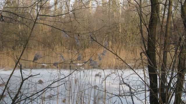 Unsere Lobau im Winter
