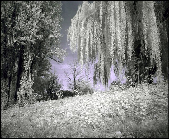 In der Brigittenau im November, Infrarotfoto