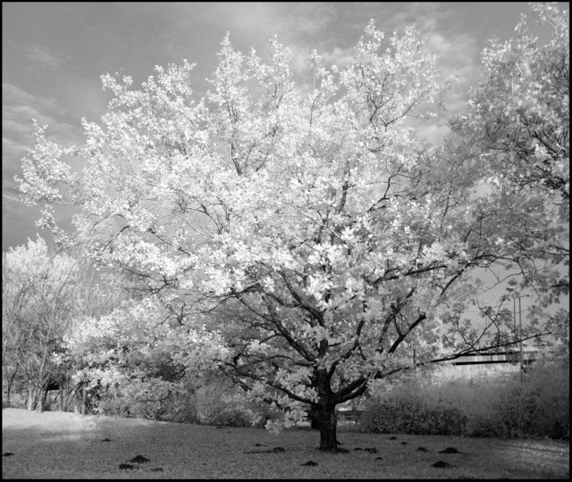 In der Brigittenau im November, Infrarotfoto
