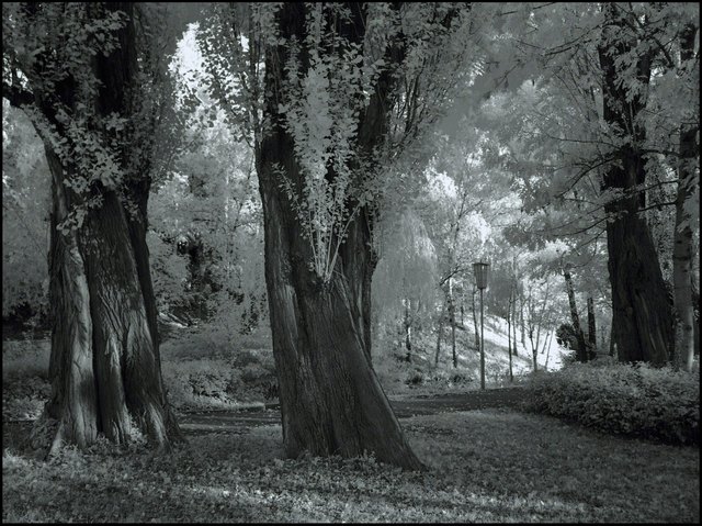Märchenwald im Wasserpark im Oktober, Infrarotfoto
