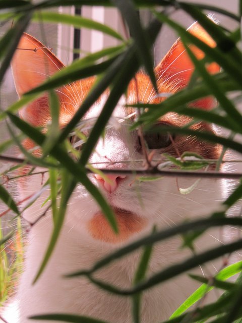 Foxi genießt den Sommer