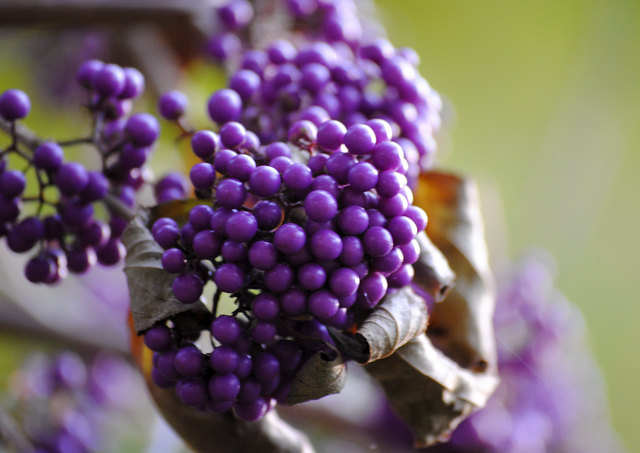 Callicarpa