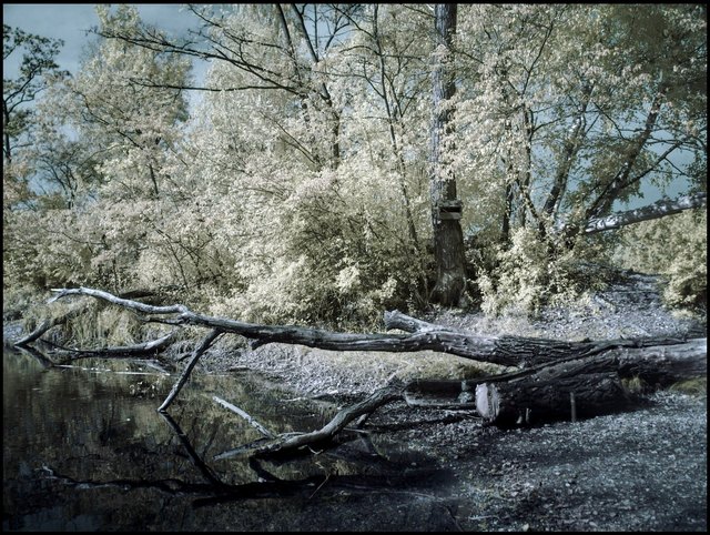 Dechantlacke in der Lobau im Oktober, Infrarotfoto