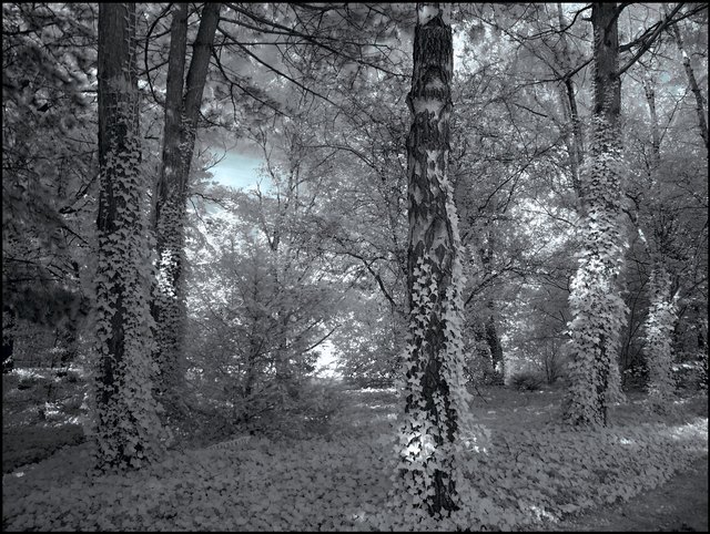 Märchenwald im Kurpark Oberlaa im Oktober, Infrarotfoto