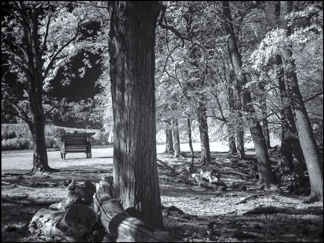 Im Lainzer Tiergarten im Oktober, Infrarotfoto