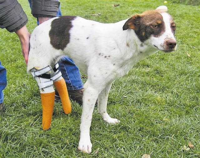 Dora muss sich erst an ihre Prothesen gewöhnen. Mit der Hündin wird aber fleißig geübt.