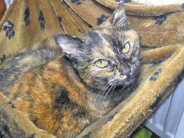 Katzen fühlen sich bei den Bergers wohl. Problematisch ist aber die Rivalität untereinander.