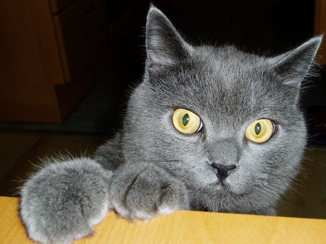 Chester :-)