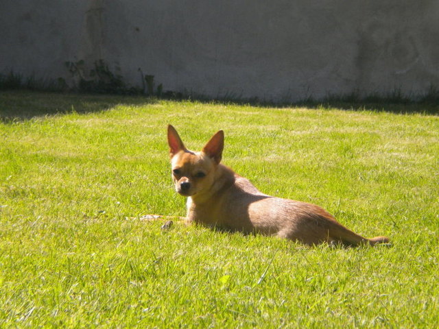 Ich bin der Chihuahua Luna und ein richtig Sommerkind! Außerdem sind mein Hobbies schlafen, laufen und Agility!