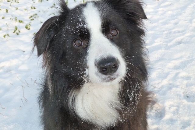Unser Bordercollie Flynn