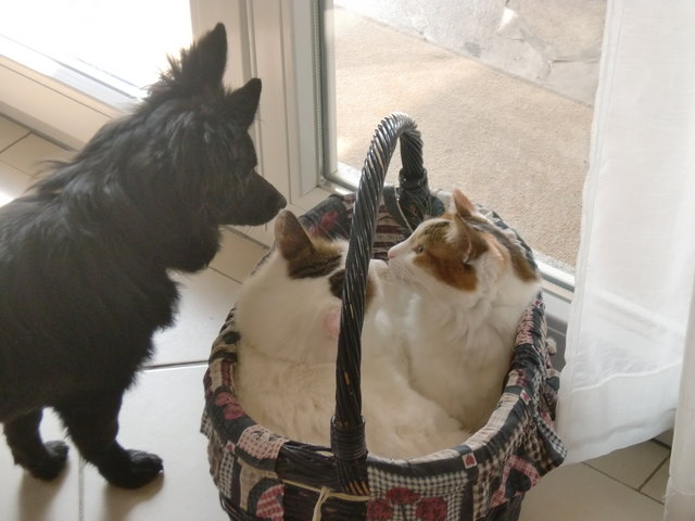 Lucy,Kyra und Lexa - wir sind dicke Freunde !
