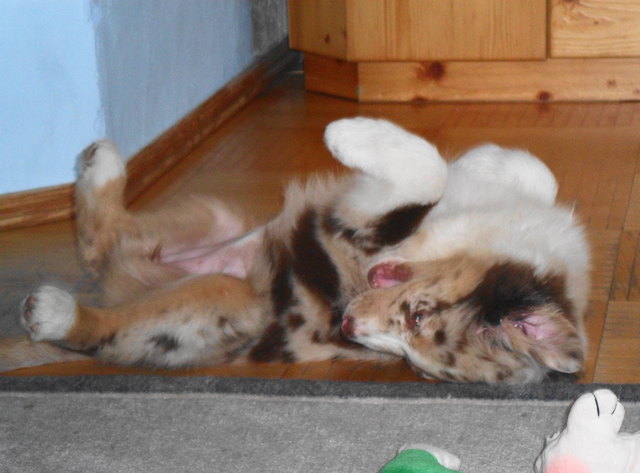 Meine Kleine Aussi Hündin, Shea :)