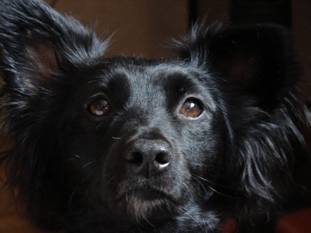 Spencer spitzt die Ohren