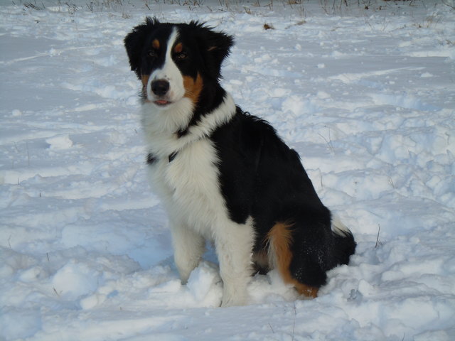 Grizzly im Winterwonderland Hernals