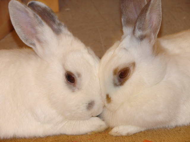 Yuuki (rechts, bed: Schnee) und Shiro (links, bed: Weiss)