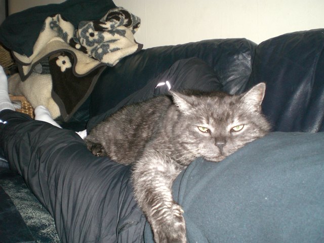 Unser Kater Heinzi