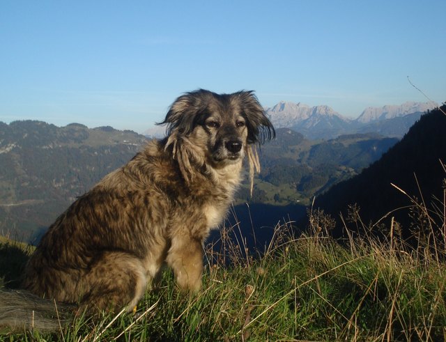"Der Kampf gegen Gipfel vermag auch ein Hundeherz auszufüllen. Sisyphos' Hund, hätte er einen gehabt, müssen wir uns als einen glücklichen vorstellen."
