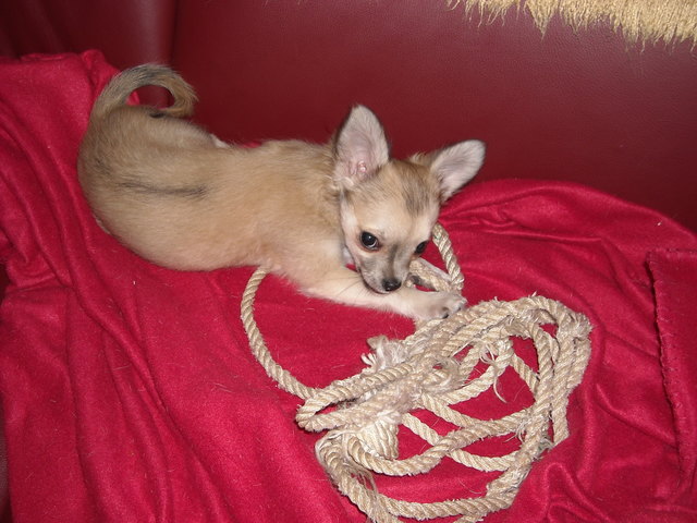 Zwergi das Model