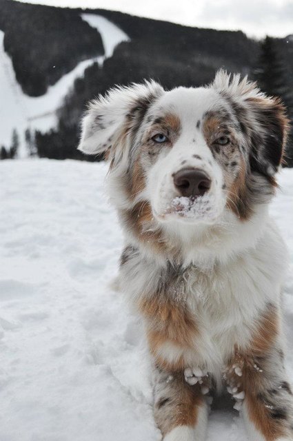 Mein ganzer Stolz Australian Shepherd "Bukatwins Madoc"