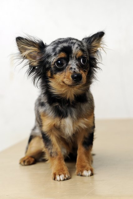 Coco