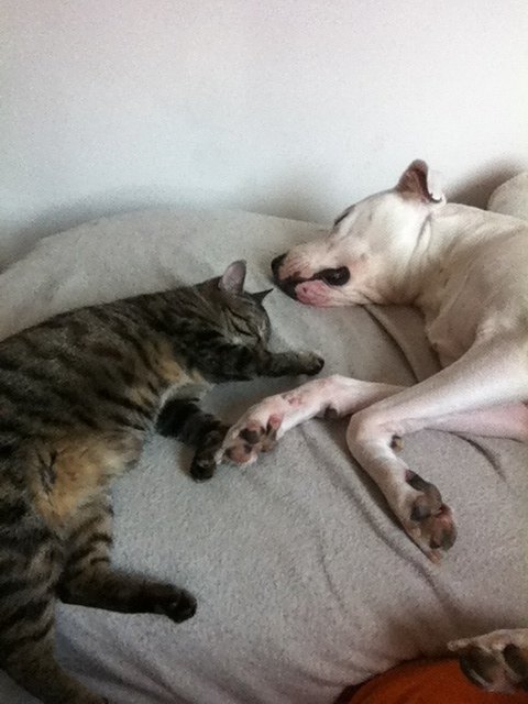 Meine Dogo argentino Hündin Chantal und ihre kleine Freundin Kitty!!!!