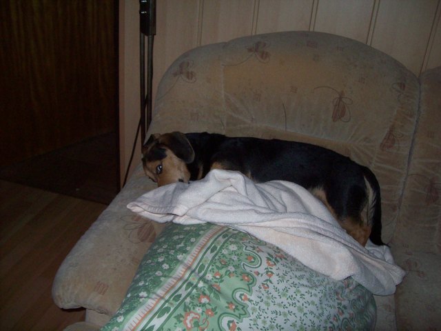Unser Beagle-Mischling "Billy" auf seinem Lieblingsplatzerl - zerknuddelte Decke muss sein!
