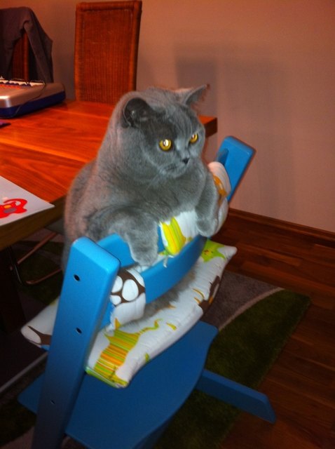 Balu auf seinem Lieblingsplatz, da hat er alles im Blick!!!