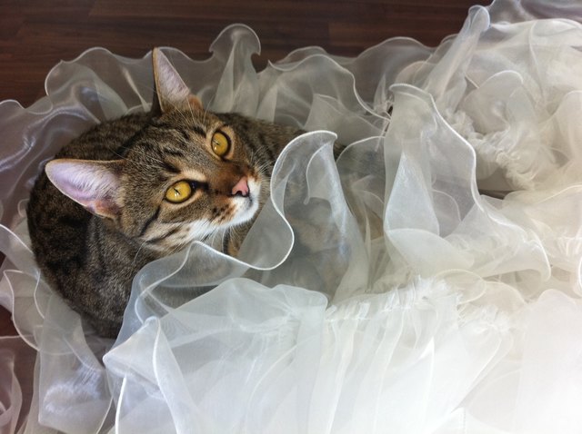 Katze Mina