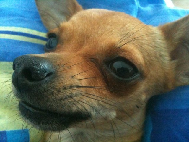 Loui unser kleines Model ;)