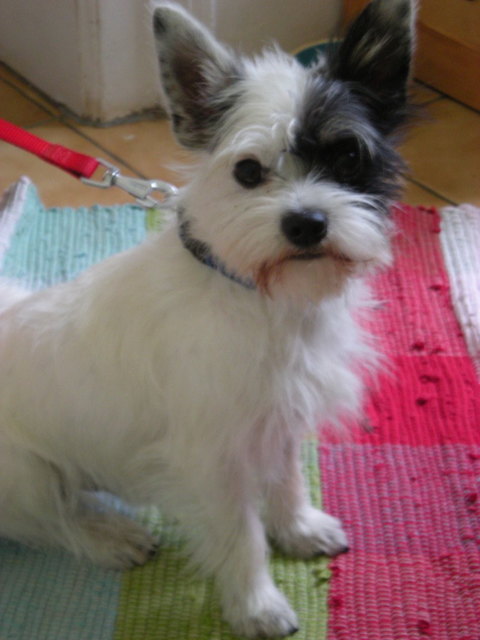 Oskar der Freche