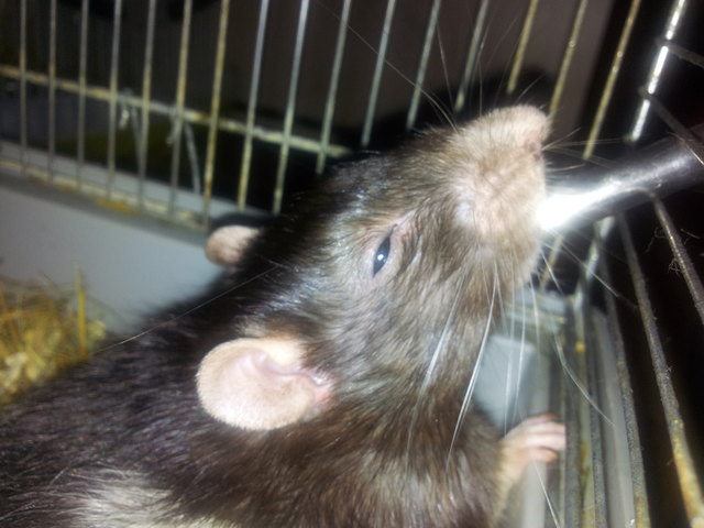 dicke sooo durstig