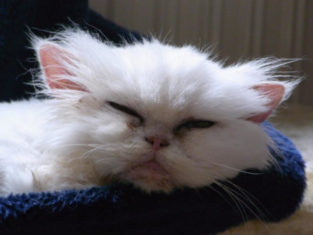 Meine "Kleine", vor einem Jahr gerettet, sie war eine Zuchtkatze und wurde von ihrer Besitzerin weggeschmissen, es dauerte lange Zeit, bis sie so entspannt schlafen konnte; nach einem Jahr bei mir hat sie sich zu einer lieben zugängigen verschmusten und gesunden Katze gemausert :O)