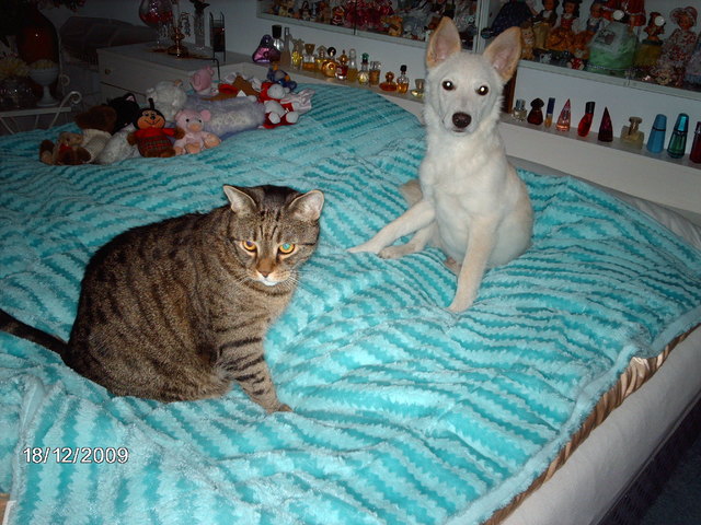 Der Kater Petzi und Timmy zwei unzertrennliche Freunde