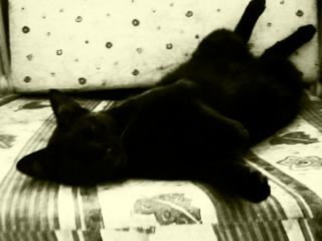 Kater Bravo