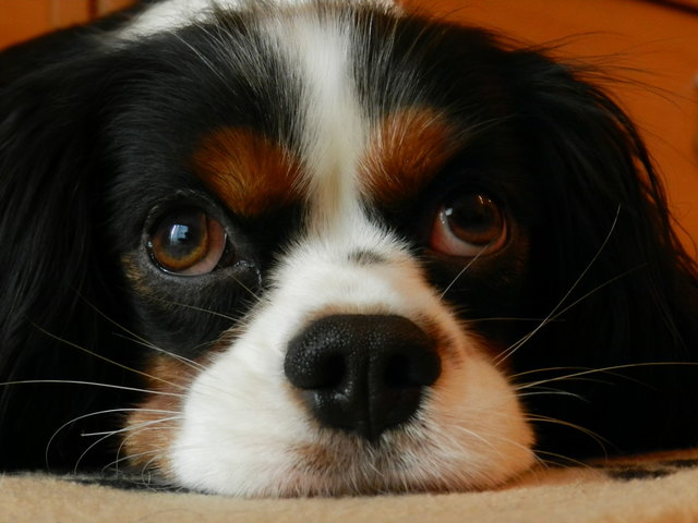 ... unser Charlie ...