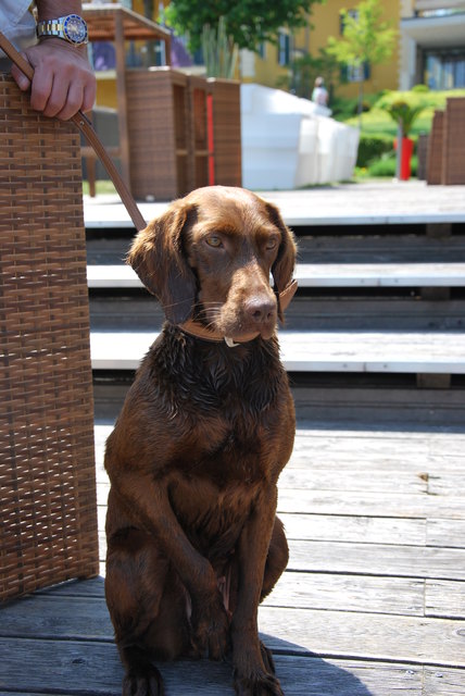 Daisy,Prinzessin vom Wörtersee