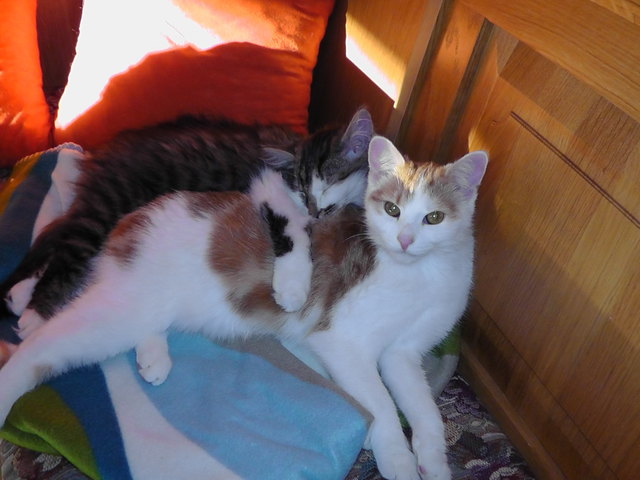 Im Grunde sind Gisi und Elvis ja die allerbesten Freunde und haben sich zum Kuscheln gerne :)