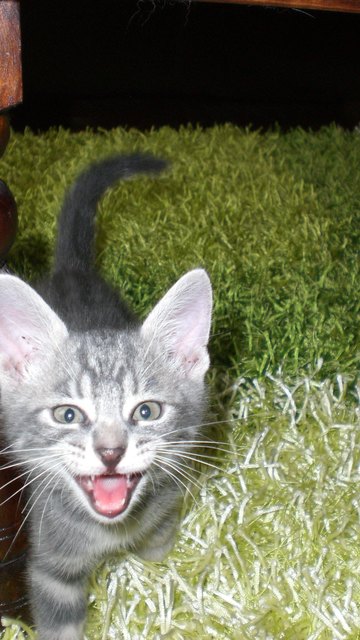 der freche Diego :D