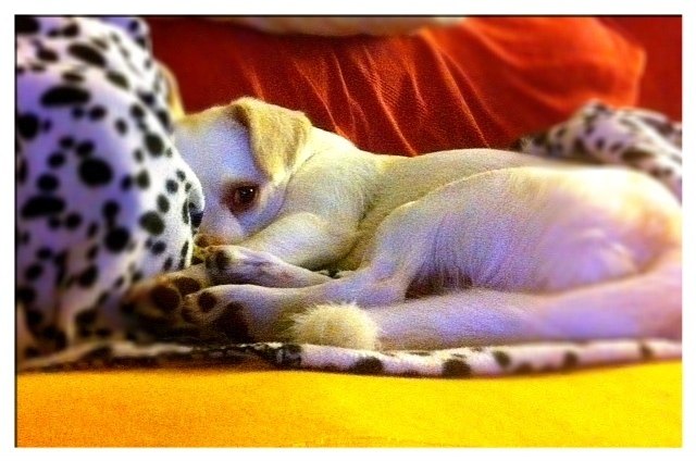 Dexter der Kuschelhund