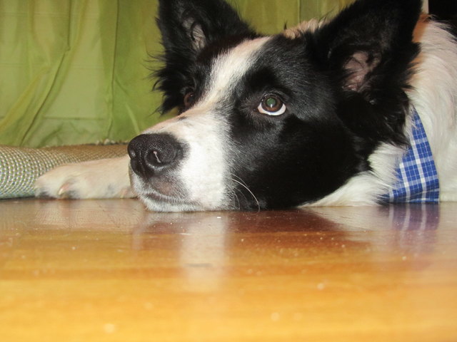 Sparky mein Stinker!
