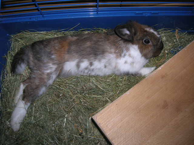 Toffee Relaxed
