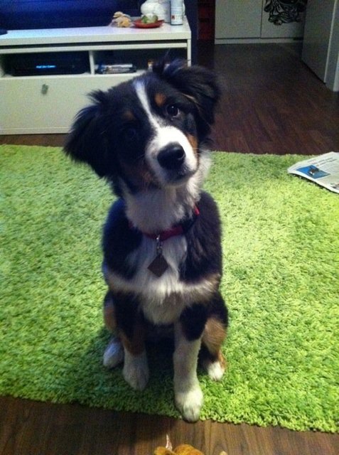indy :))))