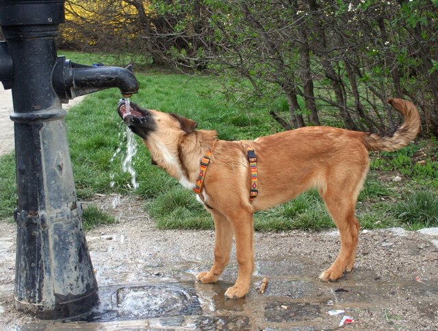 Jana - aus der Schüssel trinken ist etwas für Anfänger